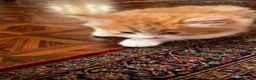 British Longhair cats for sale: Exquisite Longhair Ginger – Luxury Companion - Advert 4