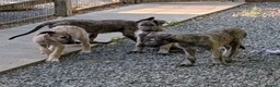 Irish Wolfhound dogs for sale: Irish Wolfhound puppies  - Advert 13