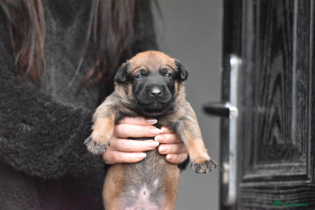Belgian Shepherd Dog dogs for sale: Exclusive bloodlines  - Advert 5