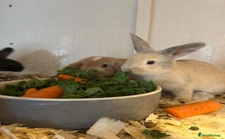 Mixed Breed rabbits - Advert 1