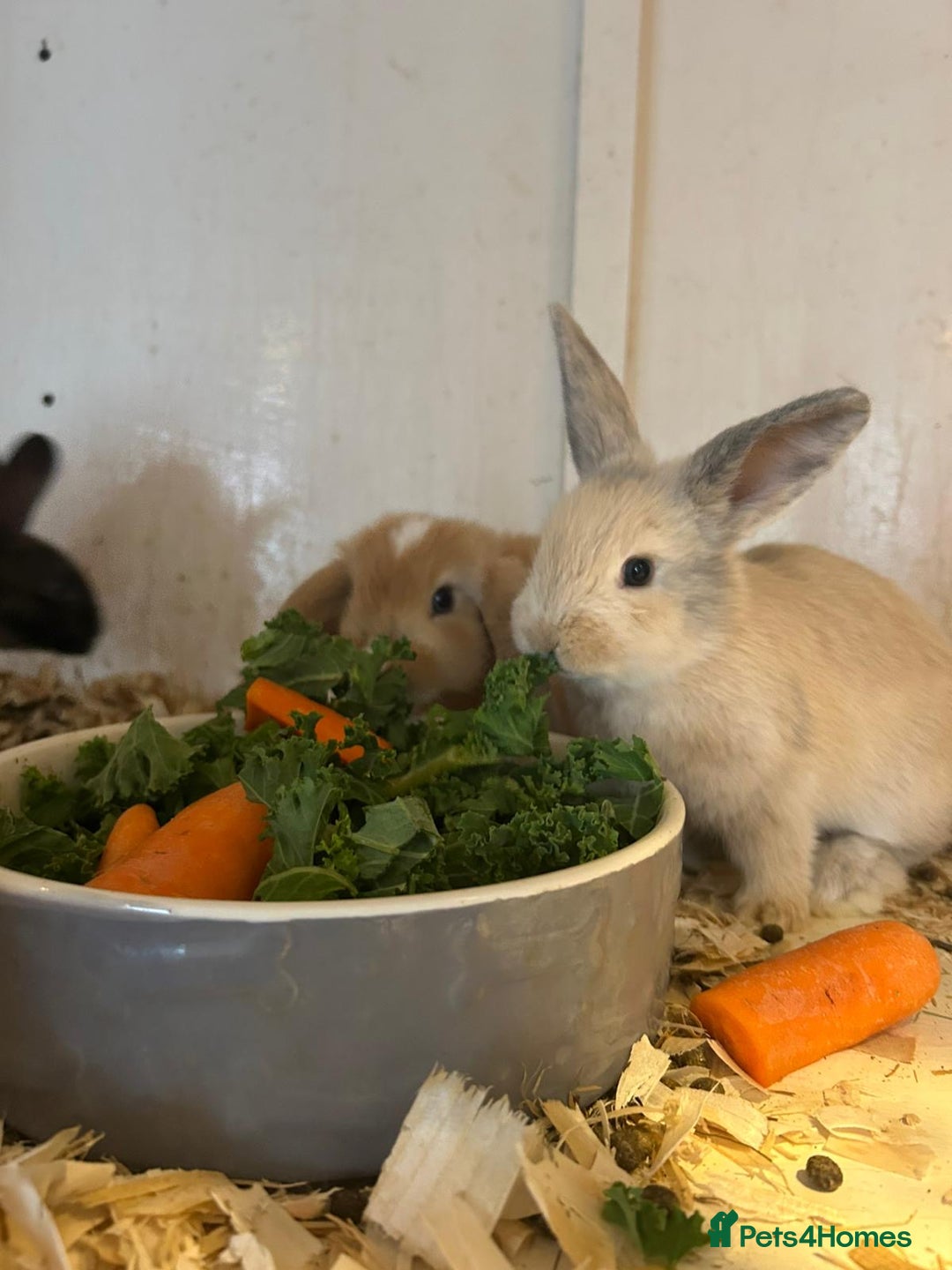 Mixed Breed rabbits for sale: Mixed baby rabbits  - Image 1