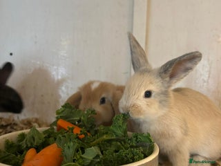Mixed Breed rabbits - Advert 21