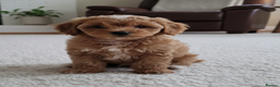 Cavapoo dogs for sale: DNA clear health tested puppies - Advert 2