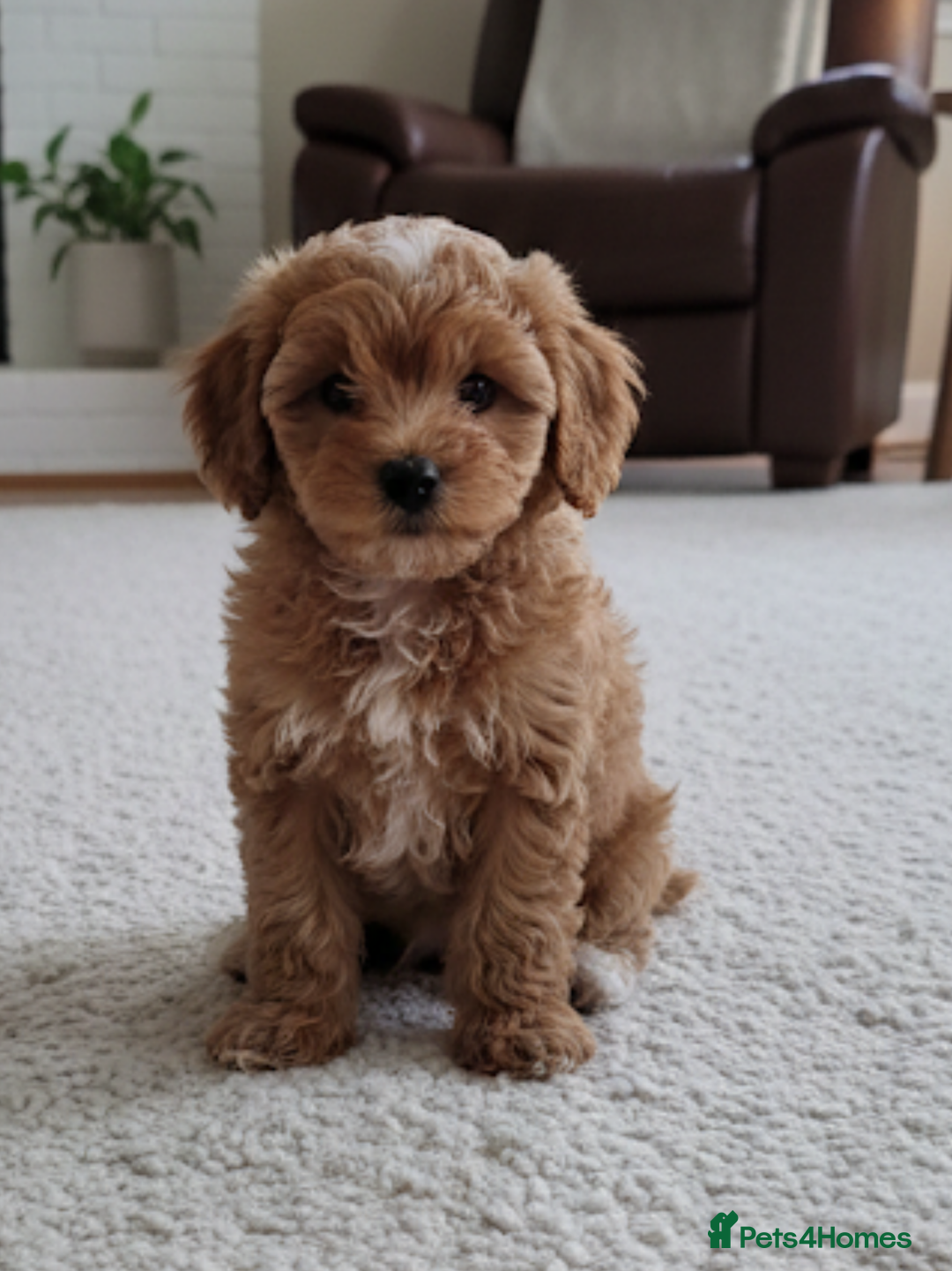 Cavapoo dogs for sale: DNA clear health tested puppies - Advert 2