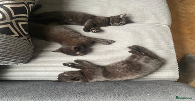 British Shorthair cats GCCF Black British Shorthair Kittens - Advert 15