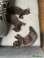 British Shorthair cats GCCF Black British Shorthair Kittens - Advert 8