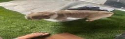 English Bulldog dogs for sale: Two female English Bulldog - Advert 6