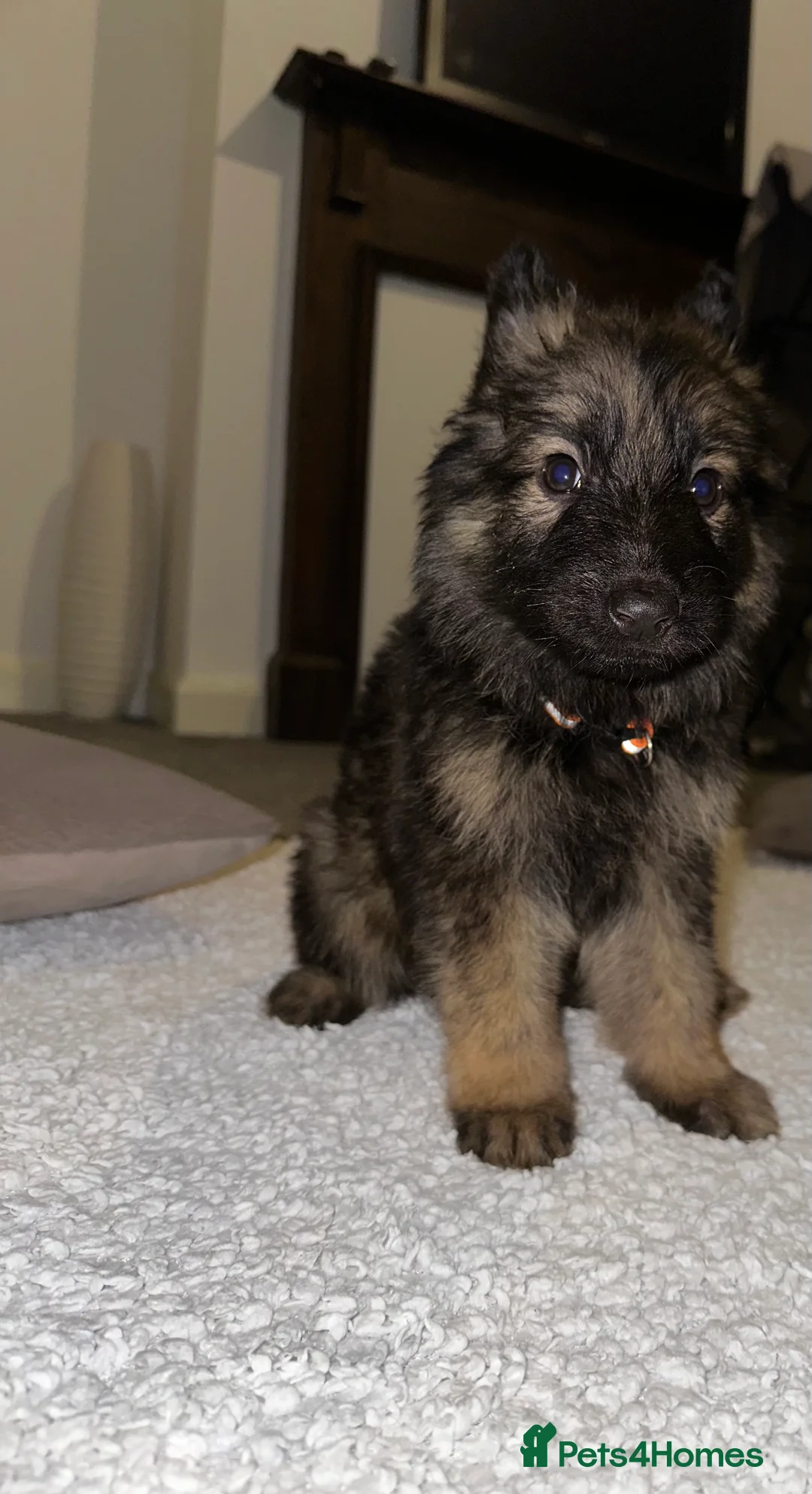 German Shepherd dogs for sale:  Long-Haired German Shepherd Puppies - Advert 14