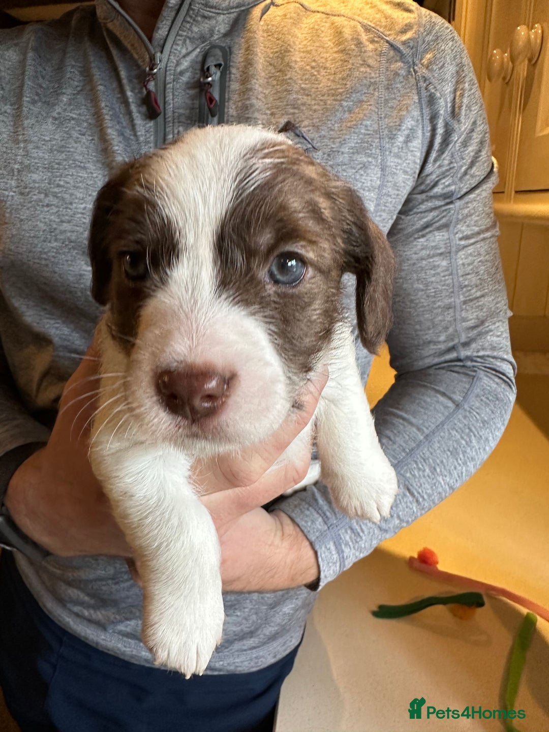 Mixed Breed dogs for sale: SpanielX x Jack Russell - Advert 3