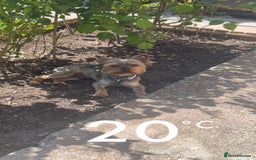 Yorkshire Terrier dogs for sale: Yorkshire terrier  **   - Advert 21