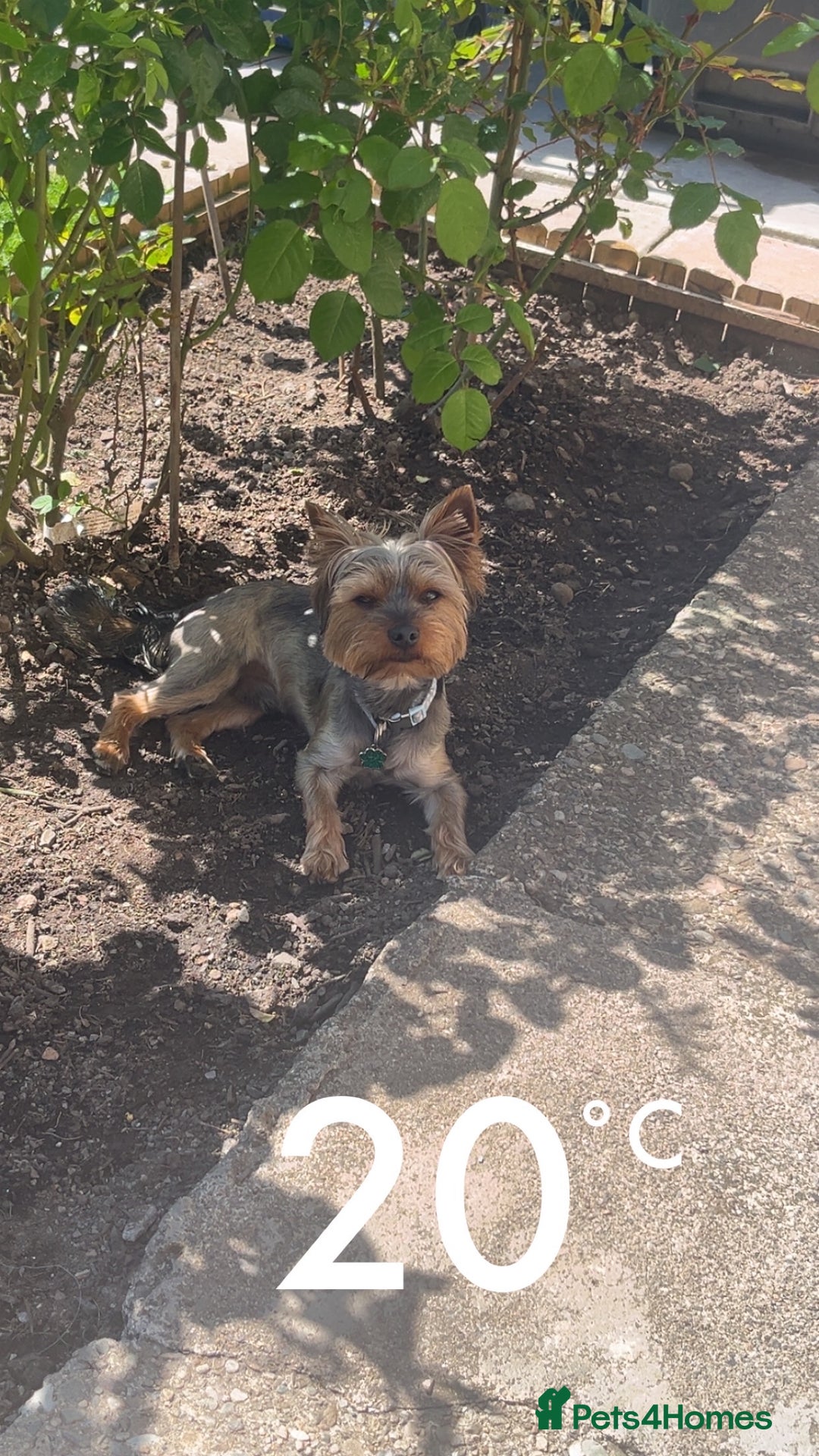 Yorkshire Terrier dogs for sale: Yorkshire terrier  **   - Advert 21