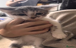 Mixed Breed cats for sale: Mixed breed kittens READY TO LEAVE NOW - Image 4