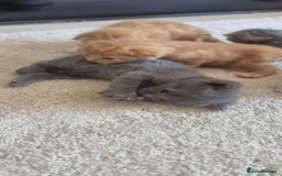 Domestic Shorthair cats for sale: Kittens  - Image 1