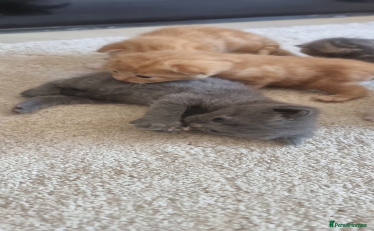 Domestic Shorthair cats - Advert 4