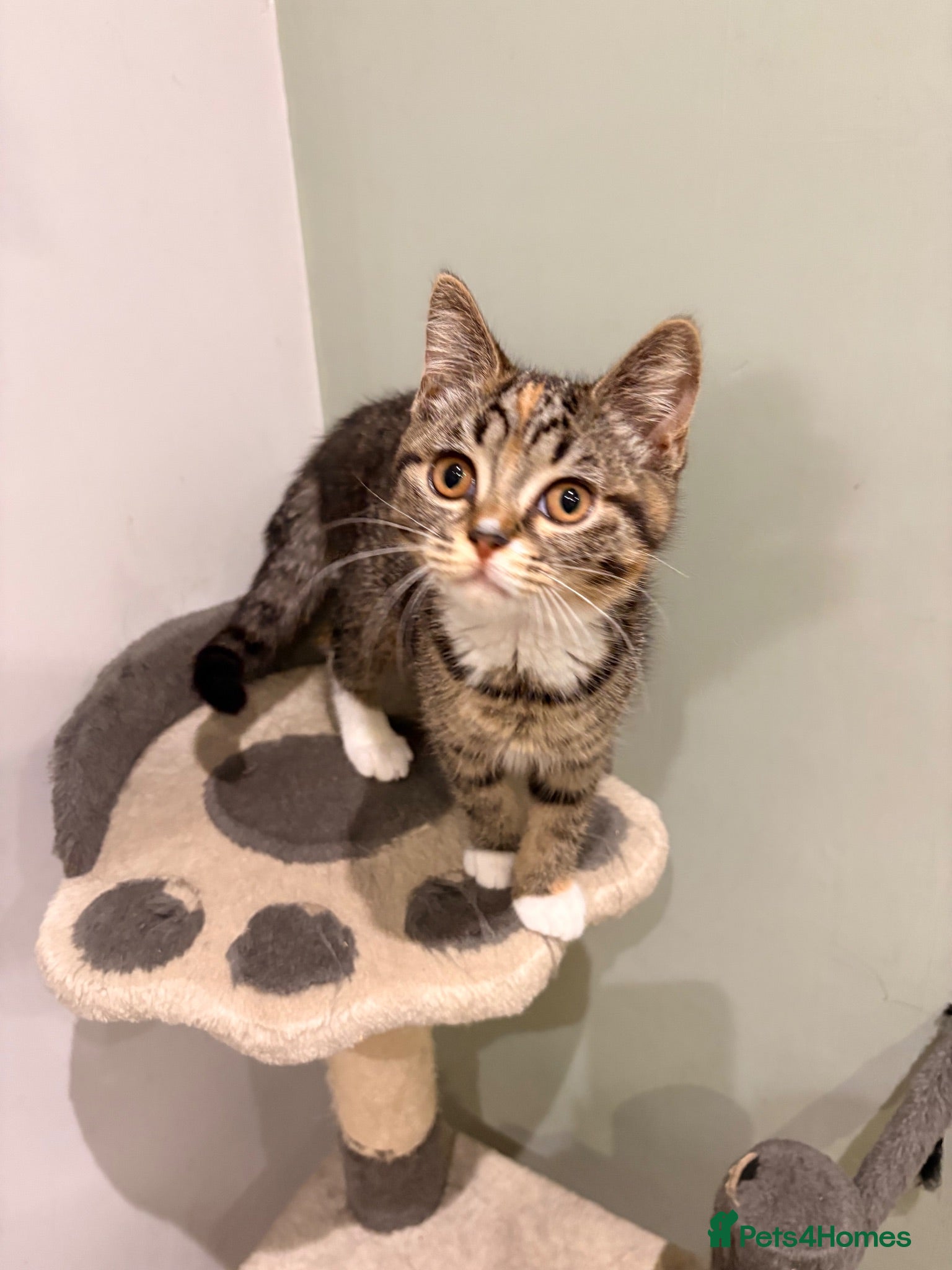 British Shorthair cats Rare Tabby Female British Shorthair. Ready to home - Advert 8