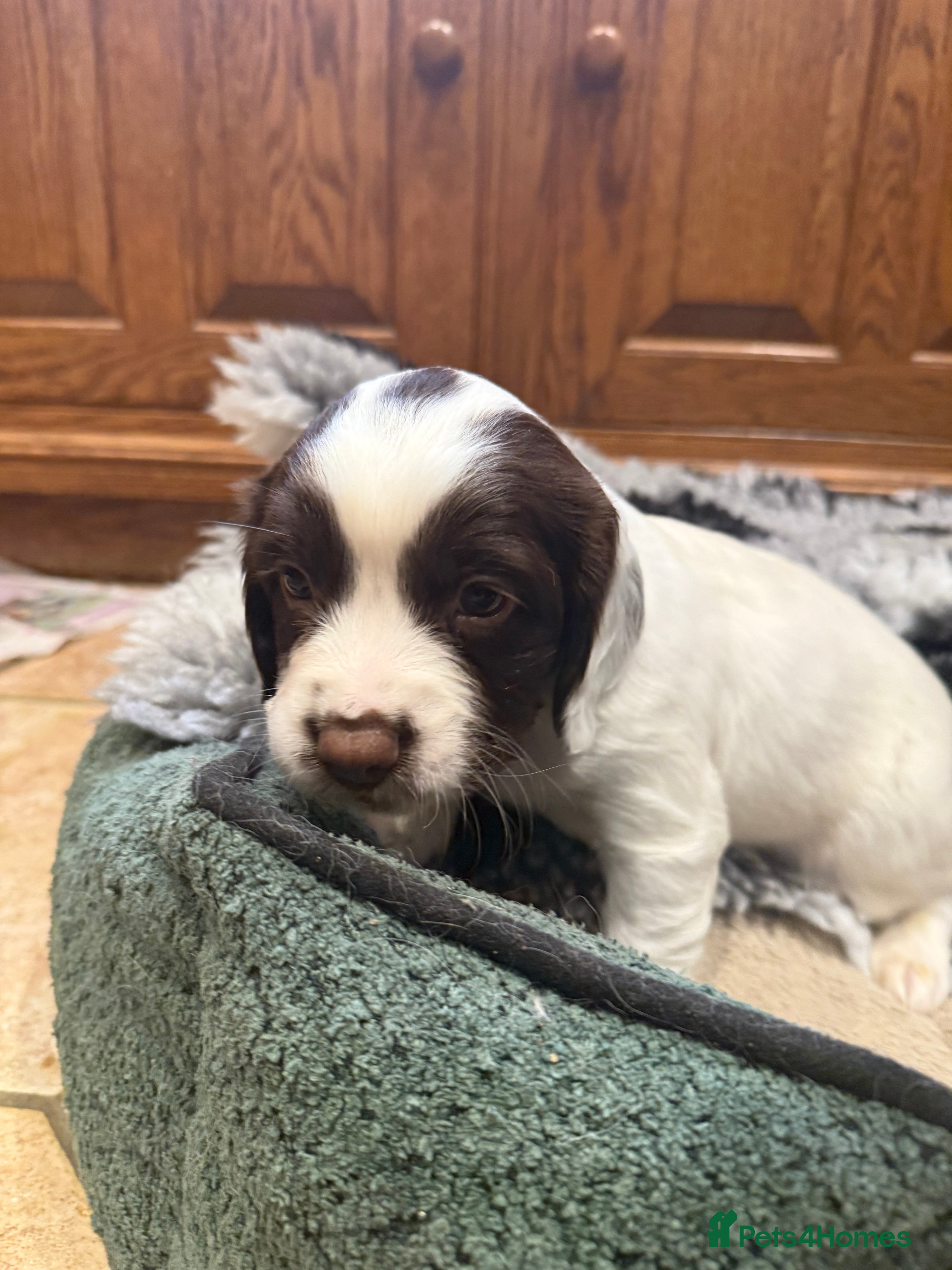 Sprocker dogs Sprocker Puppies - Advert 1