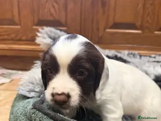 Sprocker dogs Sprocker Puppies - Advert 1