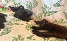 Domestic Shorthair cats for sale: 2 beautiful black and brown kittens  - Image 7