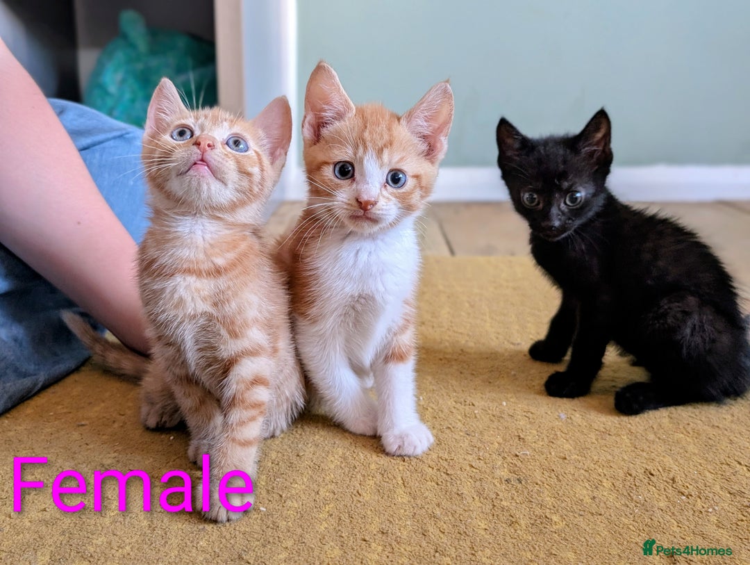 Mixed Breed cats for sale: Female and Male Ginger Kittens  - Image 18