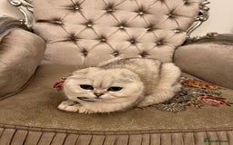 Scottish Fold cats for sale: Adorable Scottish Fold Female folded ears - Image 1