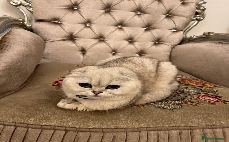 Scottish Fold cats - Advert 1