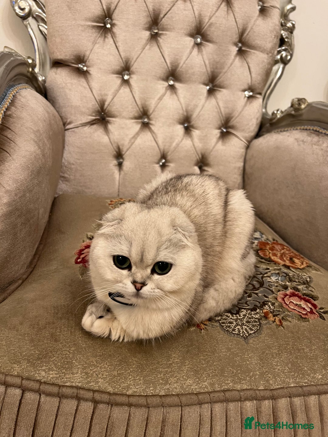 Scottish Fold cats for sale: Adorable Scottish Fold Female folded ears - Image 1