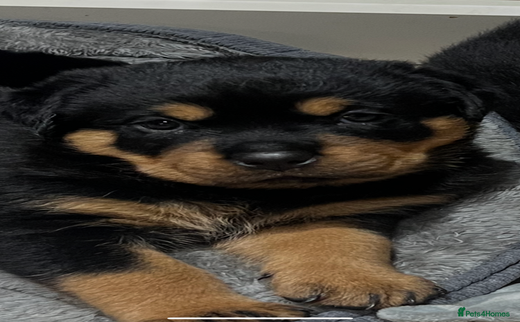 Rottweiler dogs - Advert 3