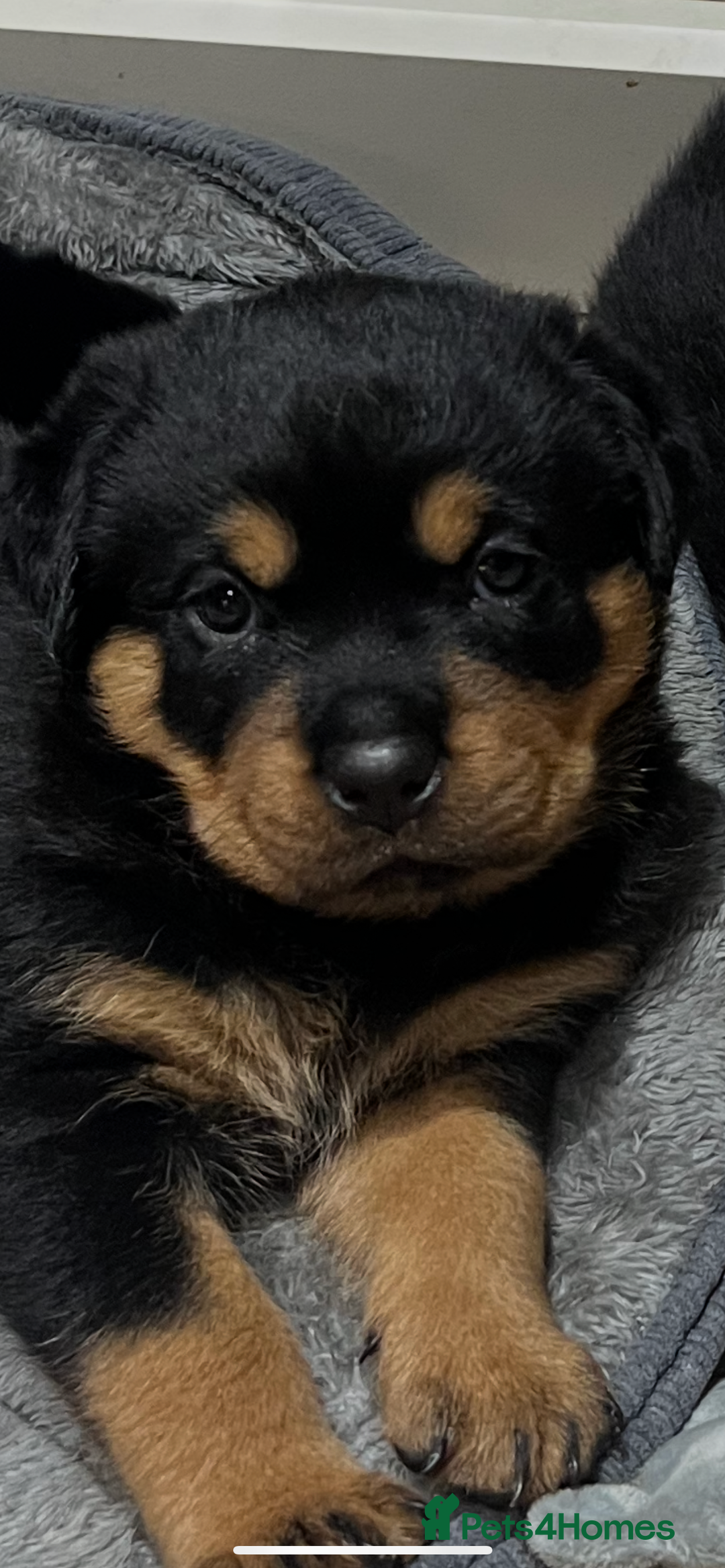 Rottweiler dogs for sale: Stunning large Rottweiler pups - Image 1