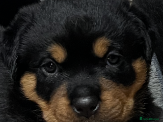 Rottweiler dogs - Advert 3