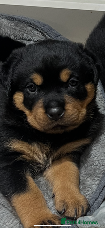 Rottweiler dogs - Advert 3