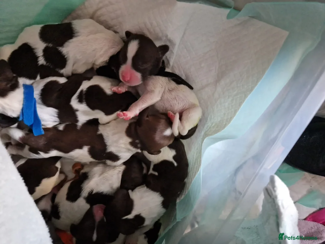 English Springer Spaniel dogs for stud: Proven Liver & White English Springer Spaniel Stud in Swansea - Advert 17