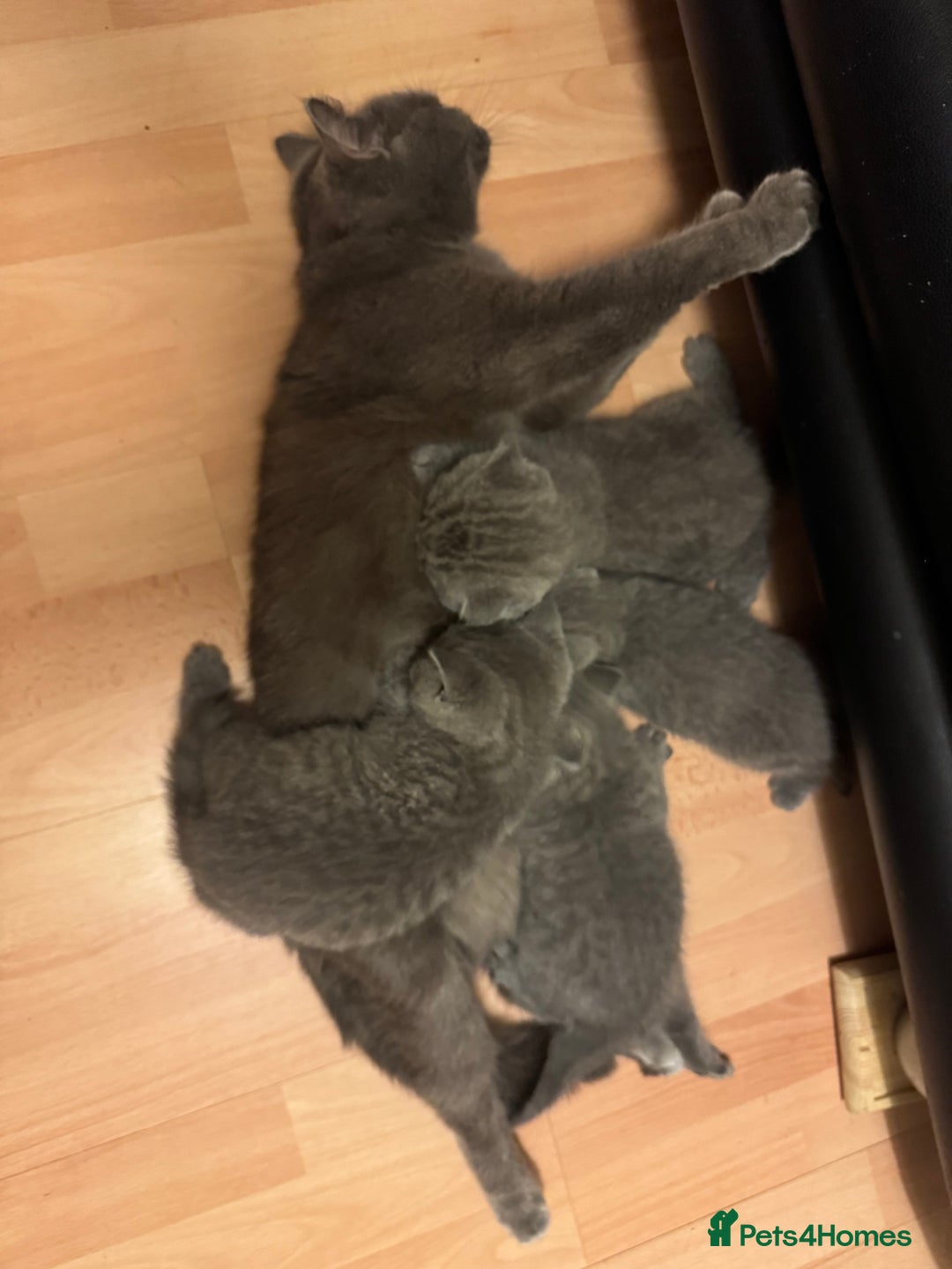 British Shorthair cats for sale: Kittens  - Advert 13