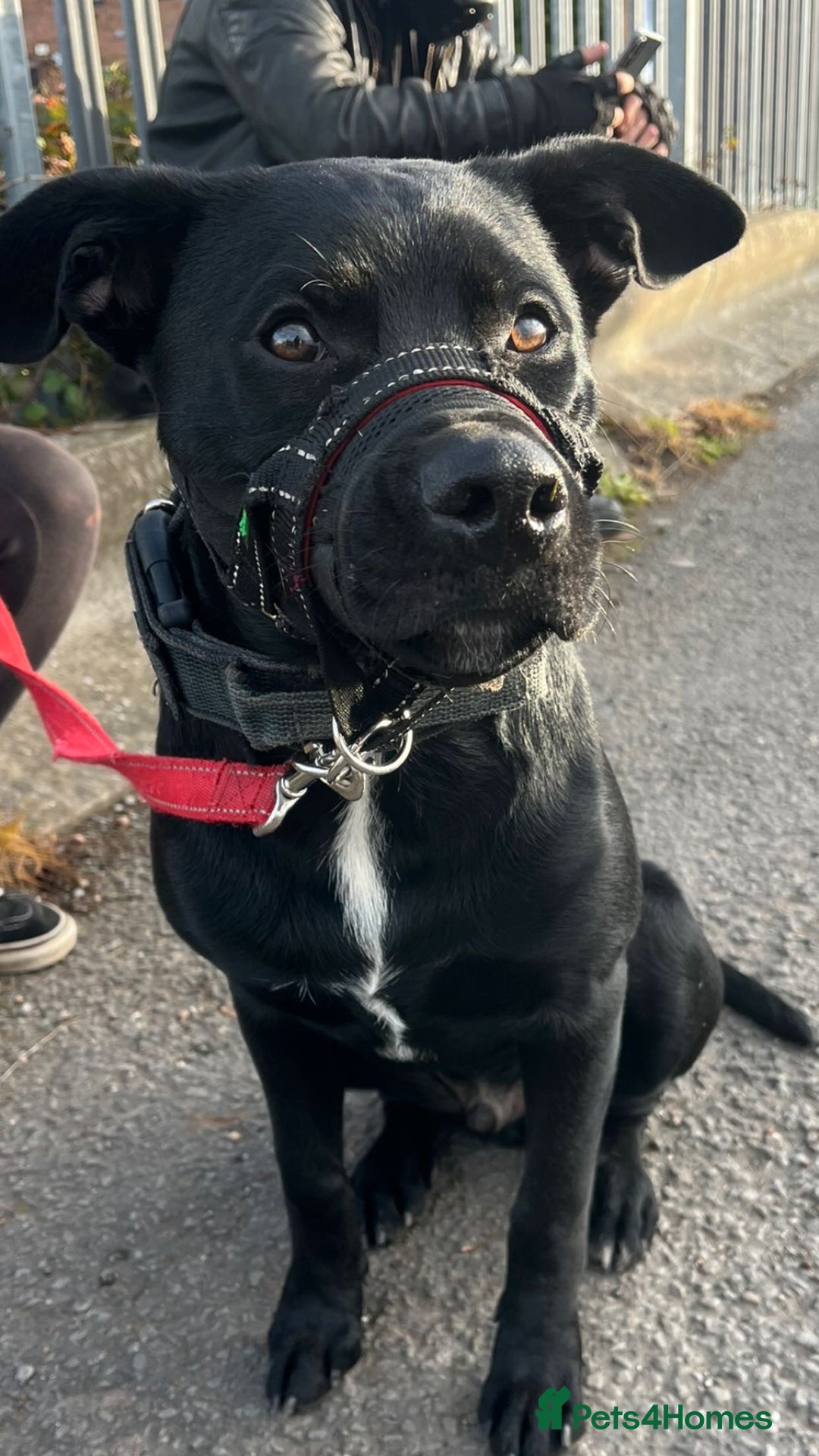 Mixed Breed dogs for stud: Dog for stud - Advert 7