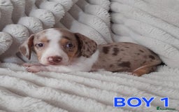 Miniature Dachshund dogs for sale: Miniature Dachshund puppies - Image 6