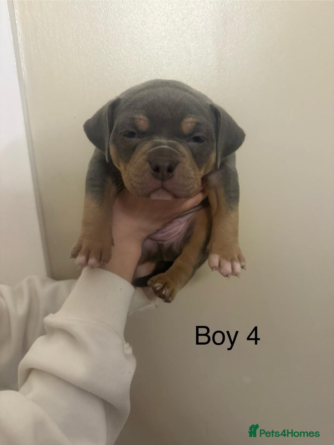 American Bully dogs for sale: Pocket bully pups - Advert 30