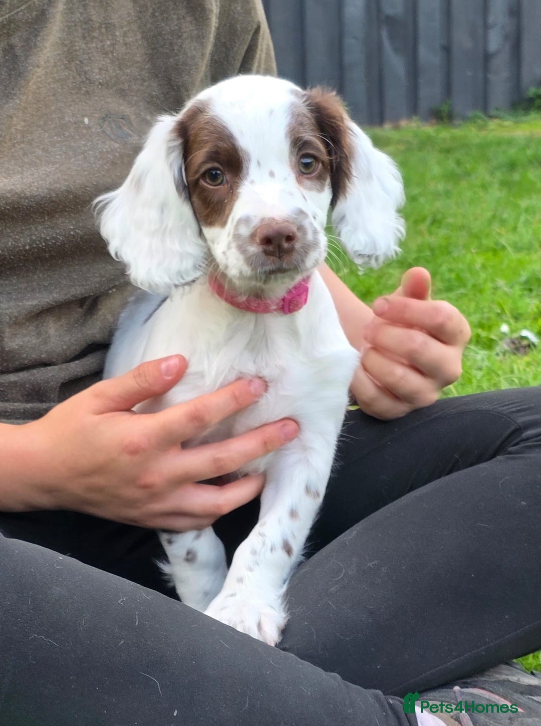 English Springer Spaniel dogs for sale: Unusually marked pups, heart of gold,health tested - Image 3