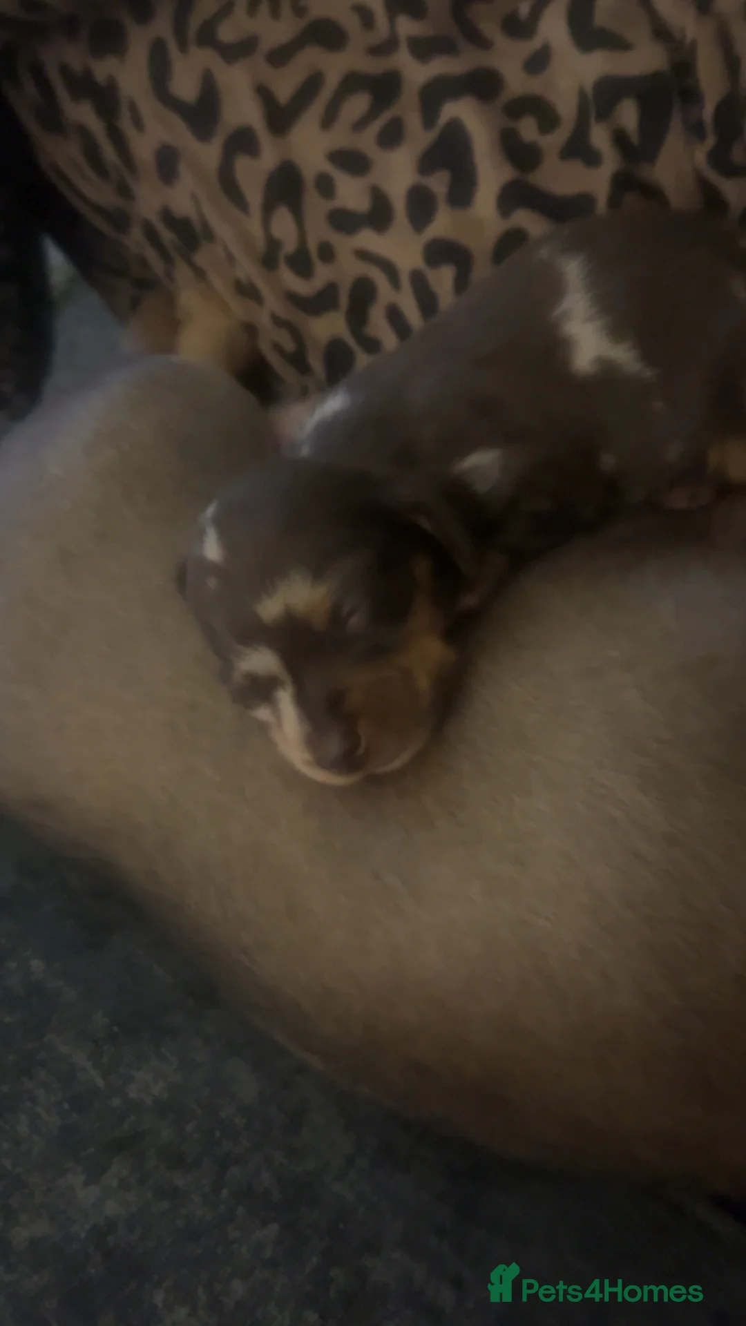 Miniature Dachshund dogs for sale: Minature dachshund  - Advert 2