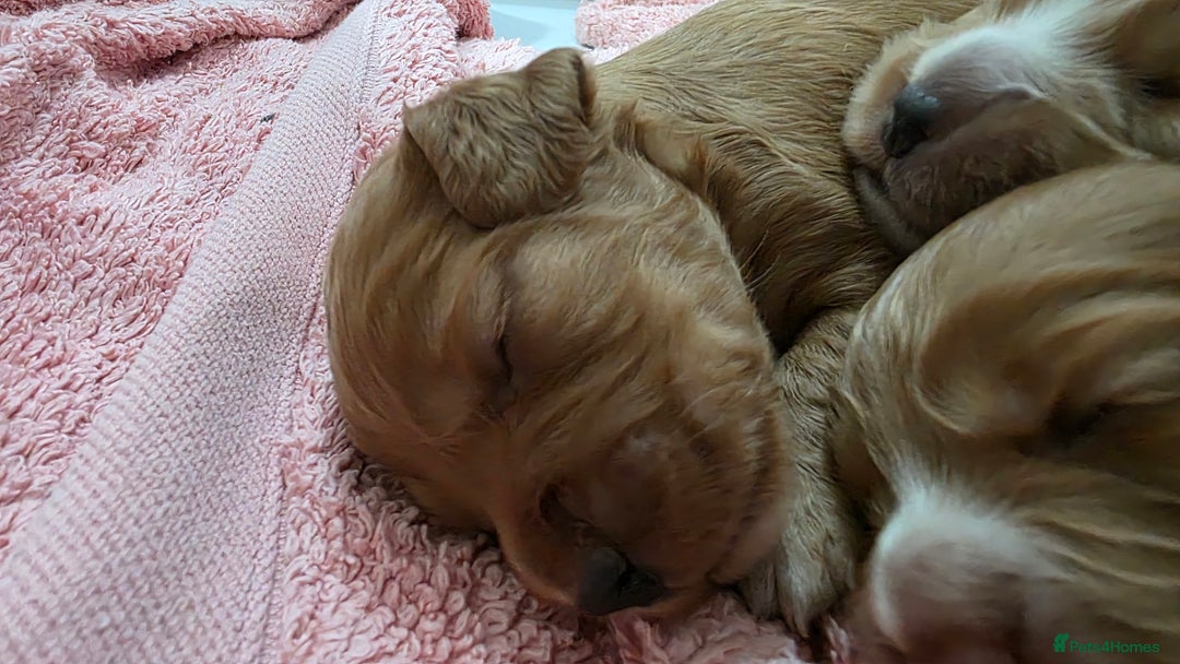 Cocker Spaniel dogs for sale: Working Cocker spaniel puppies - Advert 22