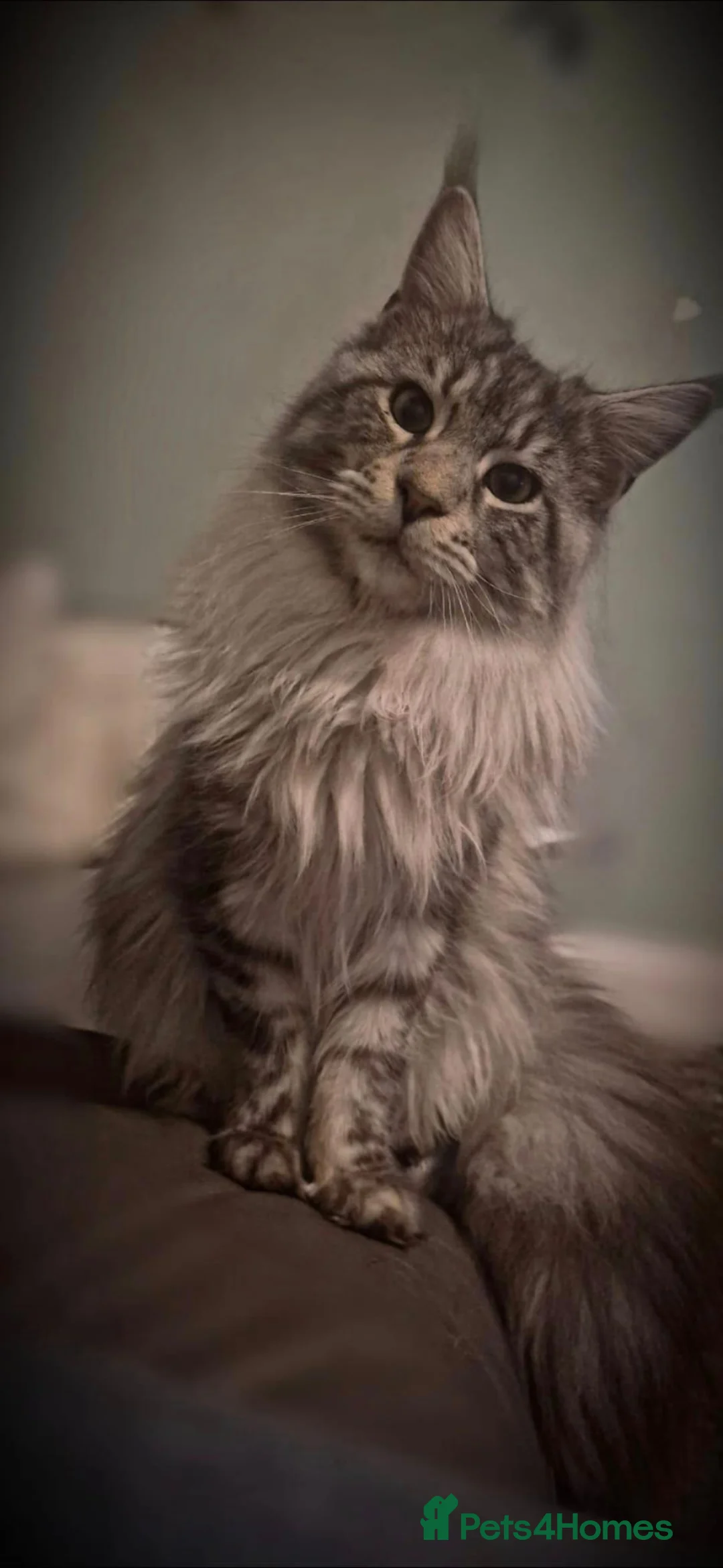 Maine Coon cats for sale: MAINE COON KITTENS in Wigton - Advert 14