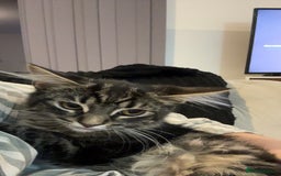 Mixed Breed cats for sale: 2 stunning playful kittens  - Image 5