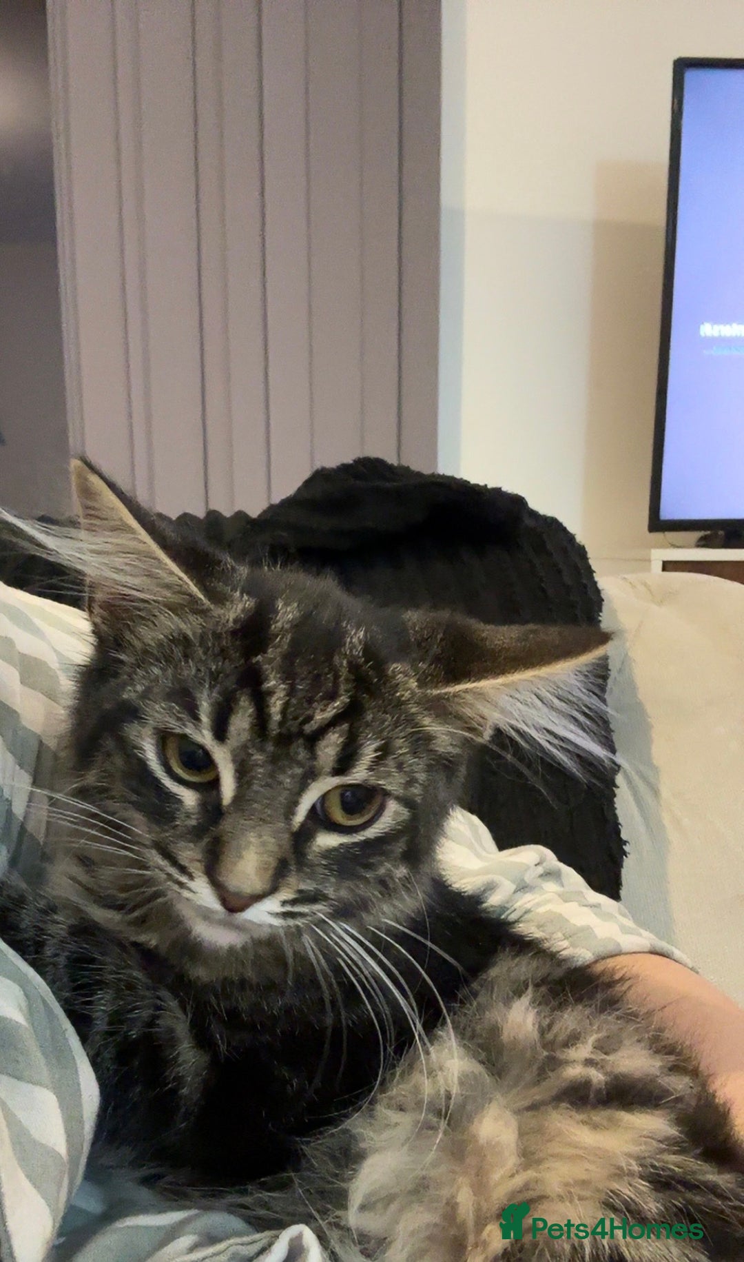 Mixed Breed cats for sale: 2 stunning playful kittens  - Image 5