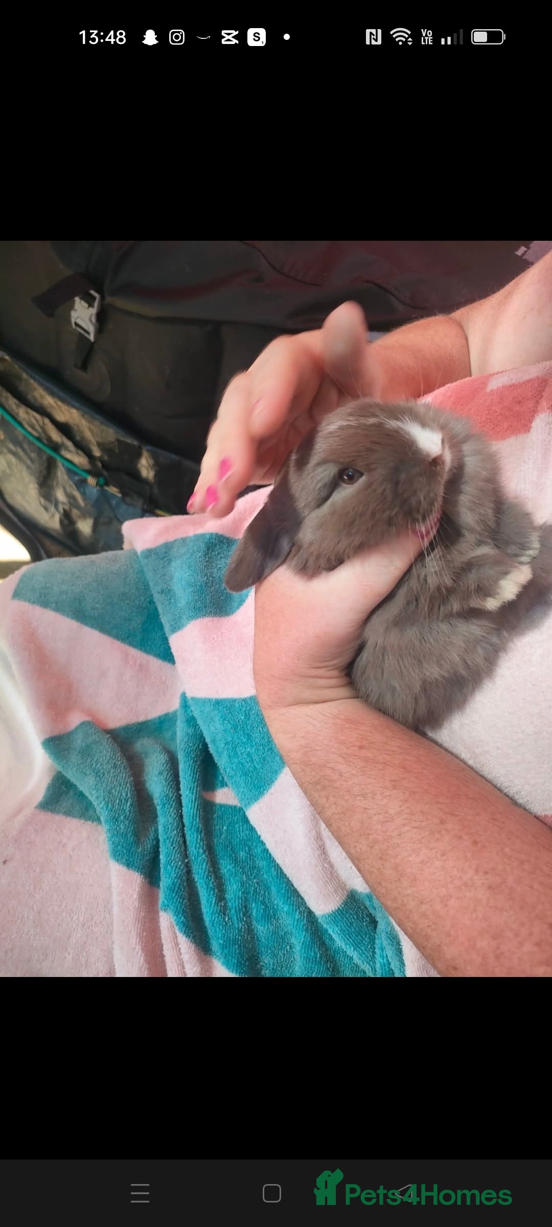 Dwarf Lop rabbits for sale: Two beautiful baby bunnies  - Image 4