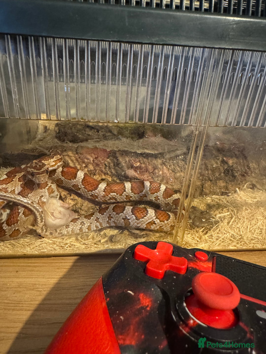 Corn Snake reptiles for sale: Baby corn snake  - Image 2