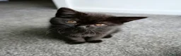 British Shorthair cats for sale: GCCF registered Black British Shorthair Kitten - Advert 5