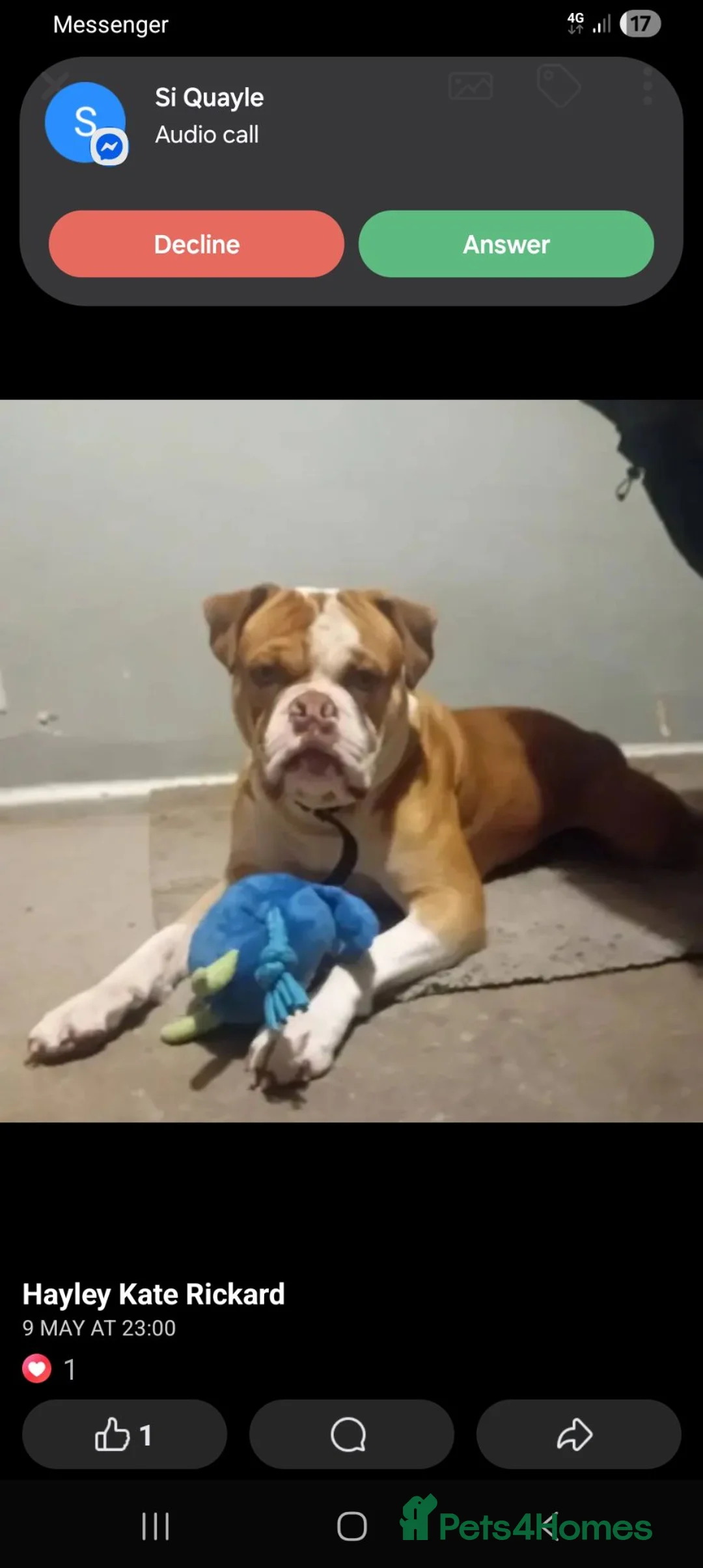 American Bulldog dogs for stud: Simba American bulldog in Leek - Advert 4