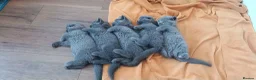 Scottish Fold cats for sale: Scottish fold  - Advert 4