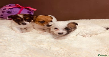 Jack Russell dogs - Advert 14