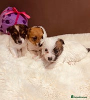 Jack Russell dogs - Advert 5