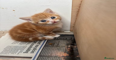 British Shorthair cats Ginger and white cats - Advert 13