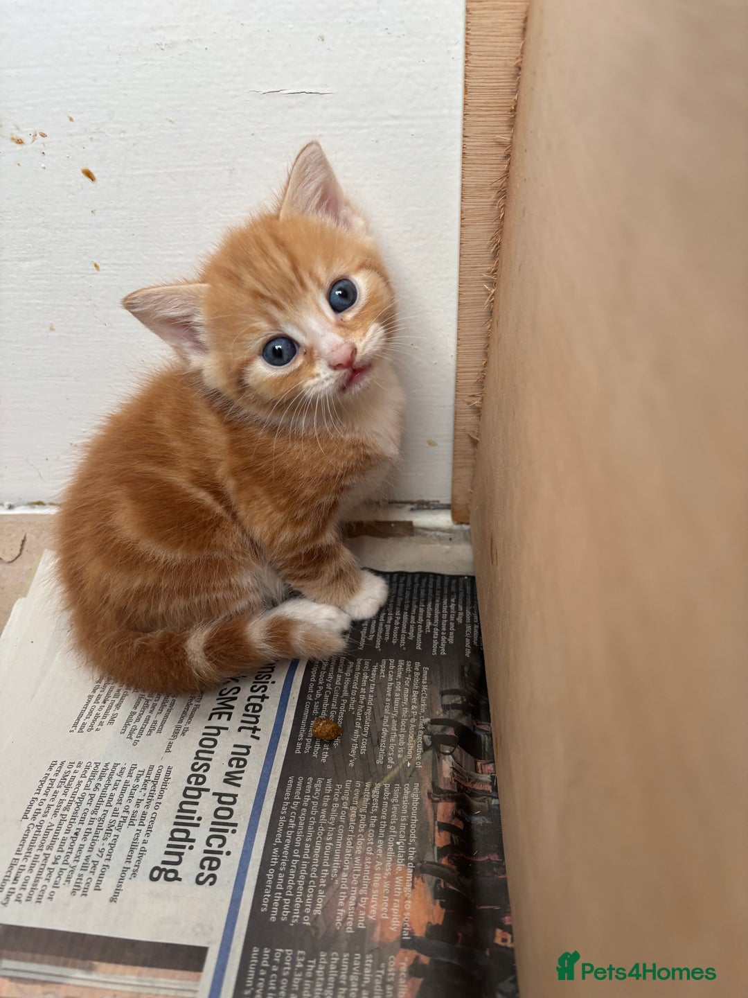 British Shorthair cats for sale: Ginger and white cats - Image 4